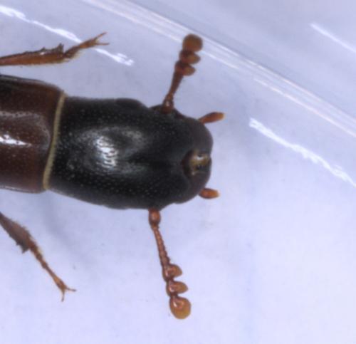 Nemozoma caucasicum